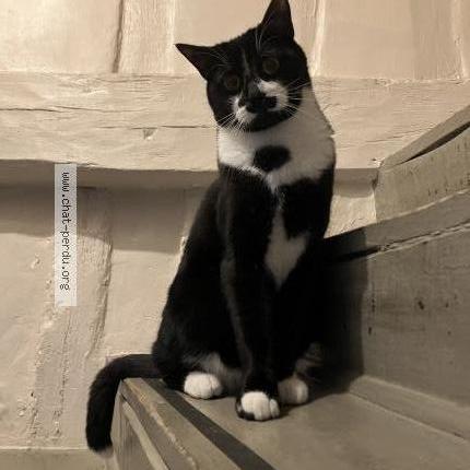 Photo 1/1 Chat retrouvé Perdu à Rouen