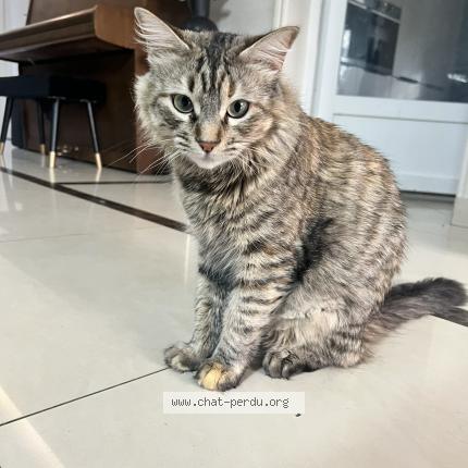 Photo de chat perdu à Livry Gargan