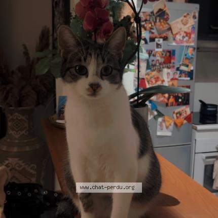 Photo 1/1 Bey Chat perdu à Saint aunes