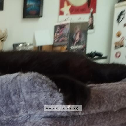 Photo de chat perdu à Bergerac