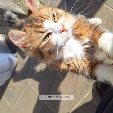 Photo de chat perdu à Laneuveville Devant Nancy