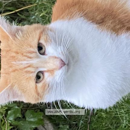 Photo 1/1 Chat retrouvé Perdu à Nevers Challuy