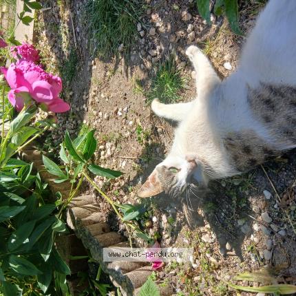 Photo 1/1 Chat retrouvé Perdu à Tours