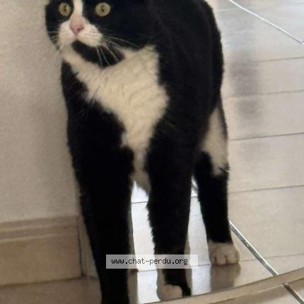 Photo de chat perdu à Saint Louis