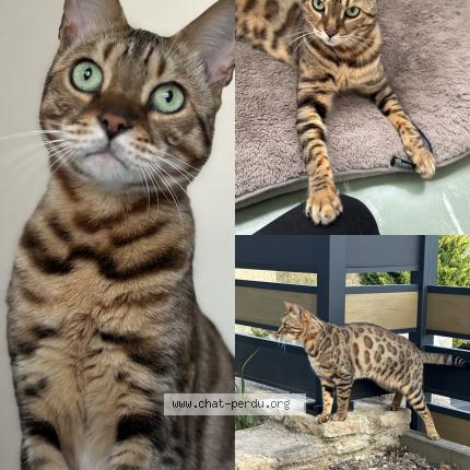 Photo 1/1 Oréo Chat perdu à Gissey sur ouche