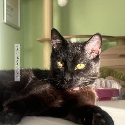 Photo 1/1 Tony Ryū Chat perdu à Sevran