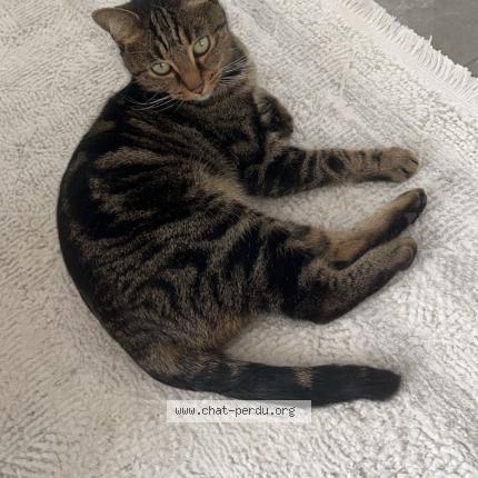 Photo 1/1 Bibiche Chat perdu à Epone