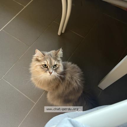 Photo 1/1 Trinity Chat perdu à Marseille