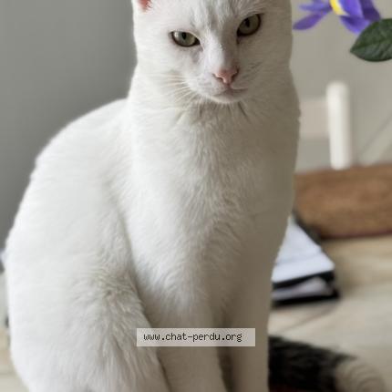 Photo 1/1 Flocon Chat perdu à Ile d yeu