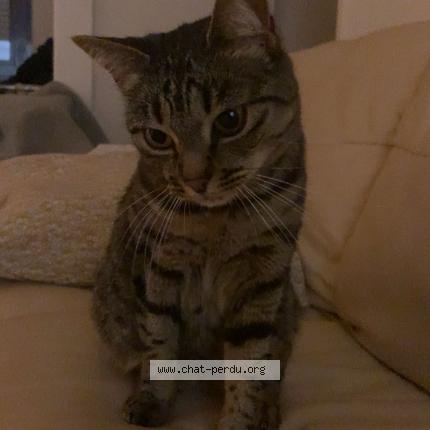 Photo 1/2 Nala Chat perdu à Montbeliard