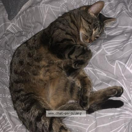 Photo 2/2 Nala Chat perdu à Montbeliard