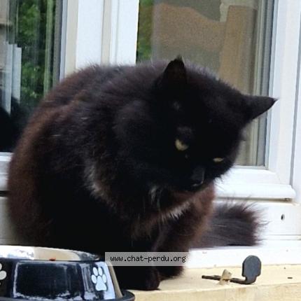 Photo 1/2 Chat retrouvé Trouvé à Moussan