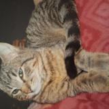 Photo de chat perdu à Poissy