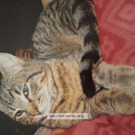 Photo 1/1 Chat retrouvé Perdu à Poissy