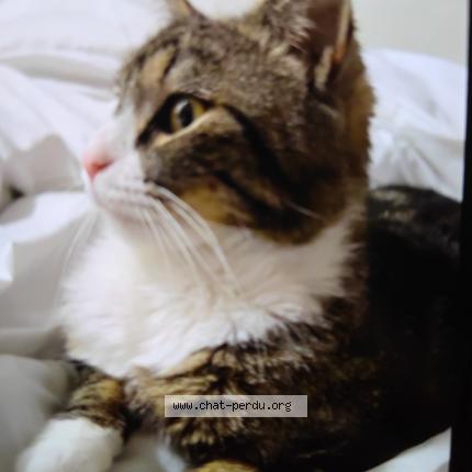 Photo 1/1 Tobi Chat perdu à Harnes