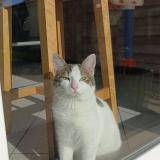 Photo de chat perdu à Fermanville