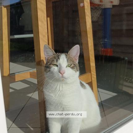 Photo 1/1 Chat retrouvé Perdu à Fermanville