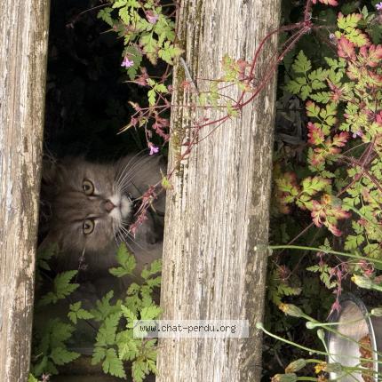 Photo 1/1 Chat retrouvé Trouvé à Saint illiers