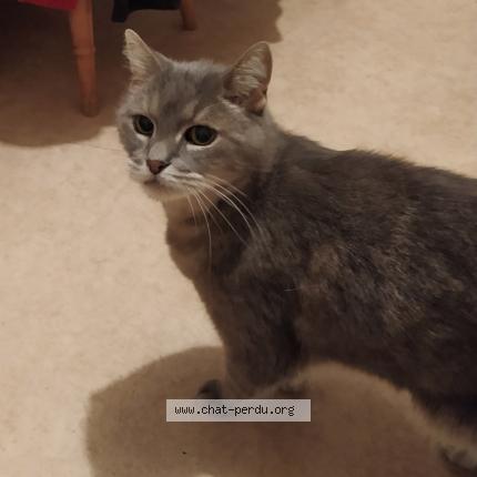 Photo 1/1 EDEN Chat perdu à Saint cyr sur loire