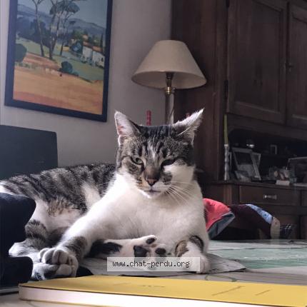 Photo 1/1 Olga Chat perdu à Valempoulieres