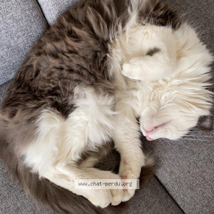 Photo 1/1 Fraise Chat perdu à Voglans