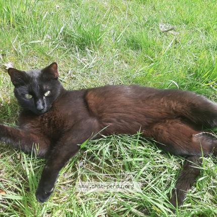 Photo 1/1 Bagherra Chat perdu à La chapelle des fougeretz