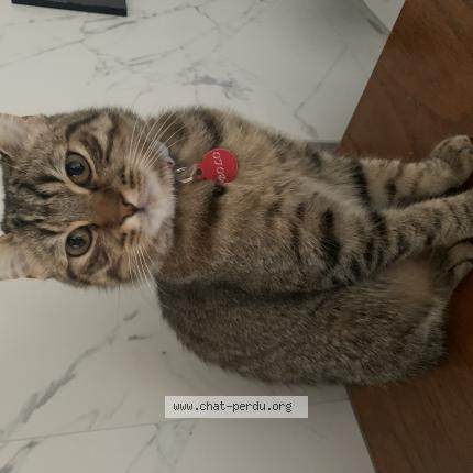 Photo de chat perdu à Mulhouse