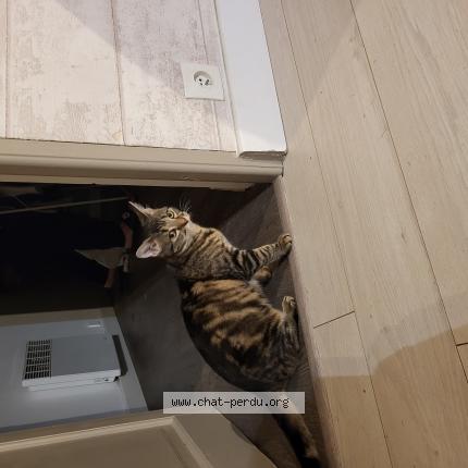 Photo 1/1 Chat retrouvé Perdu à Champs Sur Marne