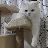 Photo de chat perdu à Hyderabad