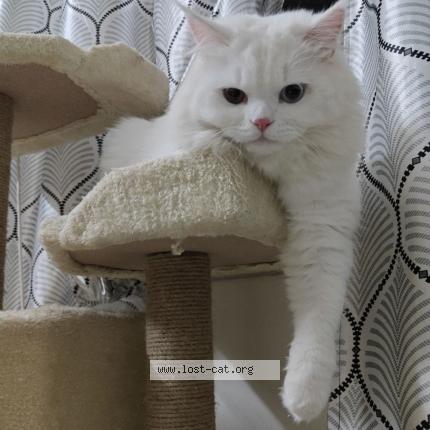 Photo 1/1 Muezza Chat perdu à Hyderabad