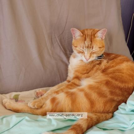 Photo 1/1 Oméga Chat perdu à Plumelec