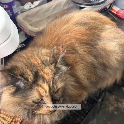 Photo de chat perdu à Toulouse