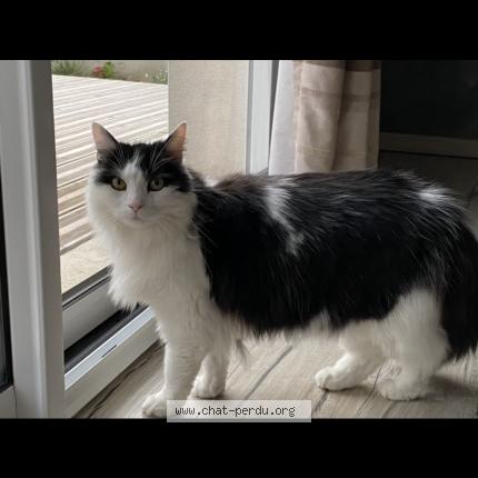 Photo 1/1 Chat retrouvé Perdu à Gueux