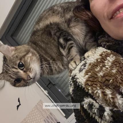 Photo 1/1 Jade Chat perdu à Verneuil sur avre