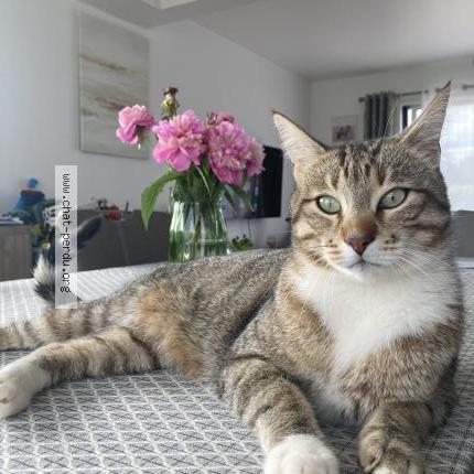 Photo 1/4 Snow Chat perdu à Manthelon