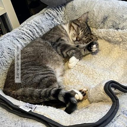 Photo 2/4 Snow Chat perdu à Manthelon