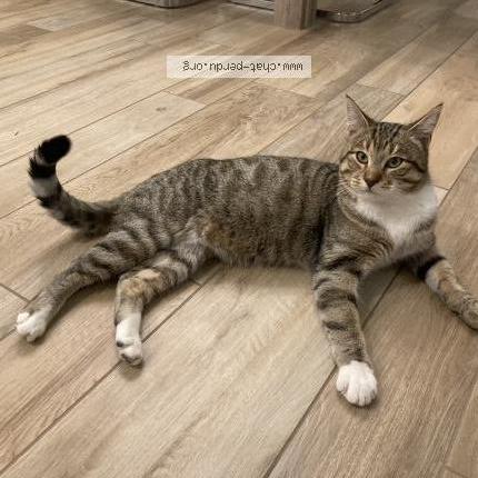 Photo 3/4 Snow Chat perdu à Manthelon