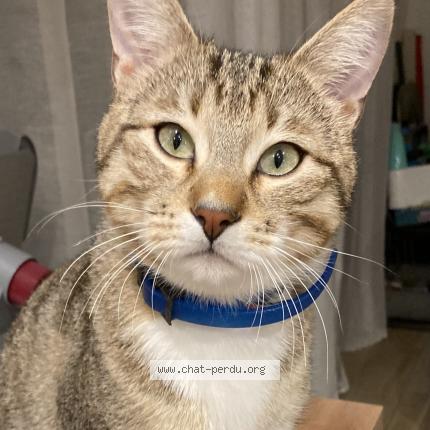 Photo 4/4 Snow Chat perdu à Manthelon