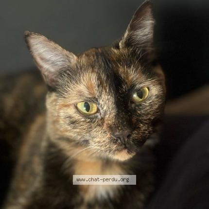 Photo 1/1 Kitty Chat perdu à Le mans