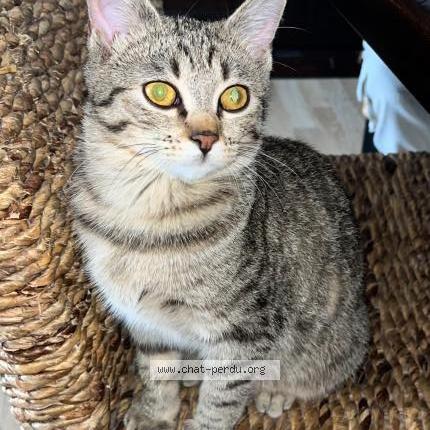 Photo de chat perdu à Paris
