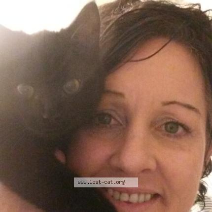 Photo 1/1 Nigel Chat perdu à Lake country