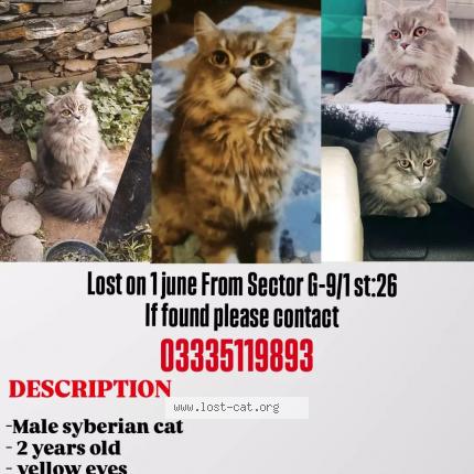 Photo 1/1 Smokey Chat perdu à Islamabad