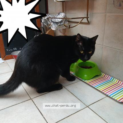 Photo de chat perdu à Saint Andre Lez Lille