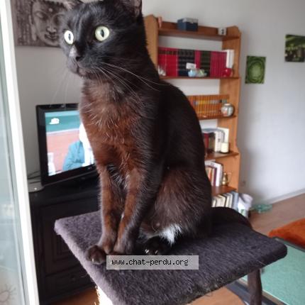 Photo de chat perdu à Auch