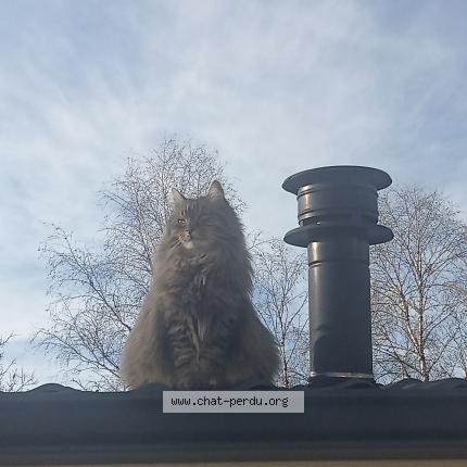 Photo de chat perdu à Chaveroche