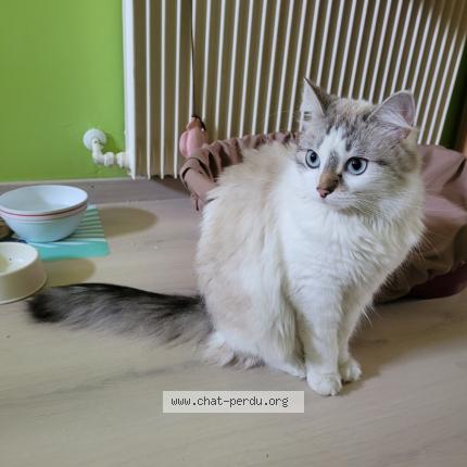 Photo de chat trouvé à Brunoy