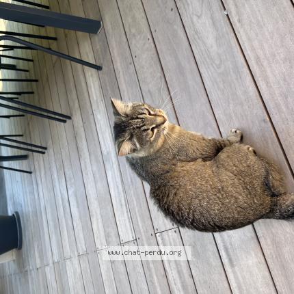 Photo de chat perdu à Saint Savin