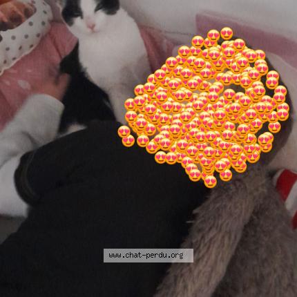Photo 1/1 Chat retrouvé Perdu à Armentieres
