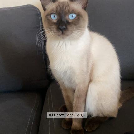 Photo 1/1 César Chat perdu à Arcueil