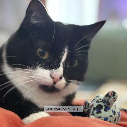 Photo de chat perdu à Montmagny